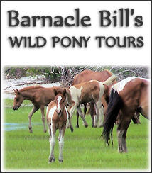 Barnacle Bill