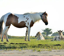 Saltwater Pony Tours