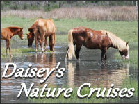 daisey's cruises banner