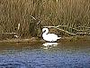 BIRD1.jpg