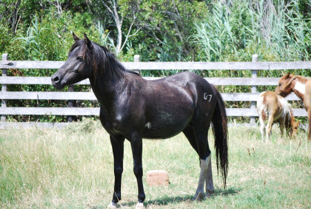 chincoteague ponies name freeze hip brand stallions herd northern currently left his