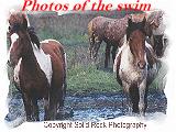Kevin McBride's year 2000 pony picture
