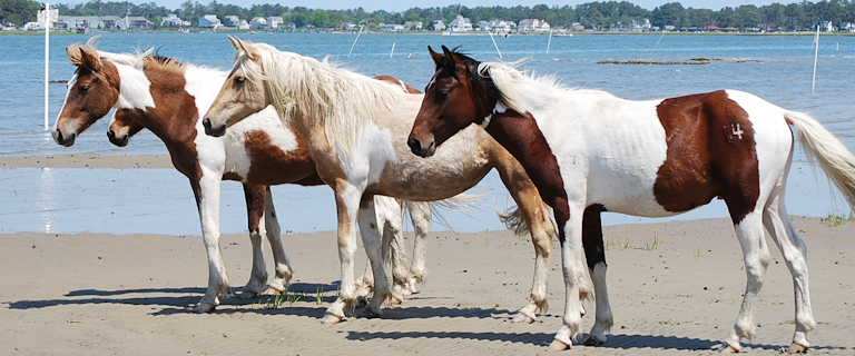 Chincoteague Island Ponies