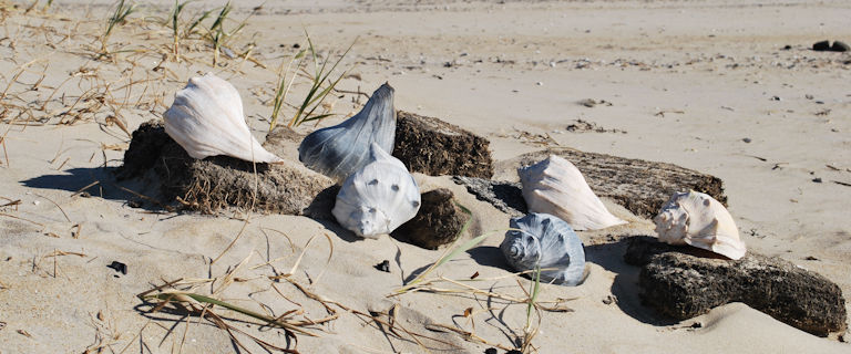 Chincoteague Island Beach