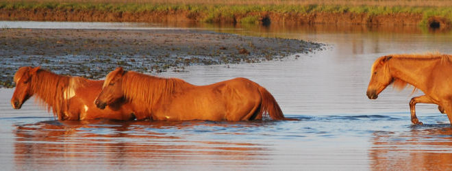 Chincoteague Island Vacation Rental Homes By Owner