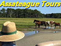 assateague tours banner