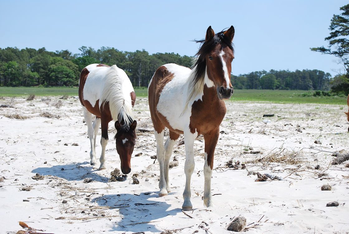 Chincoteague Ponies