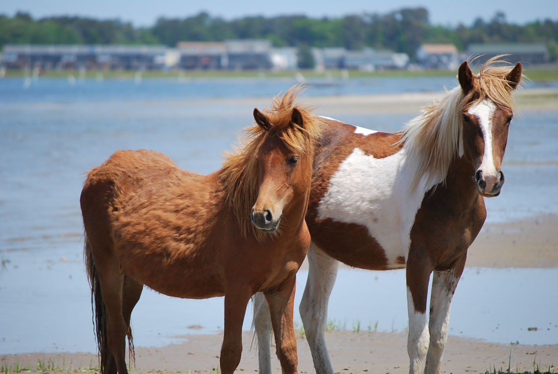 Chincoteague Ponies