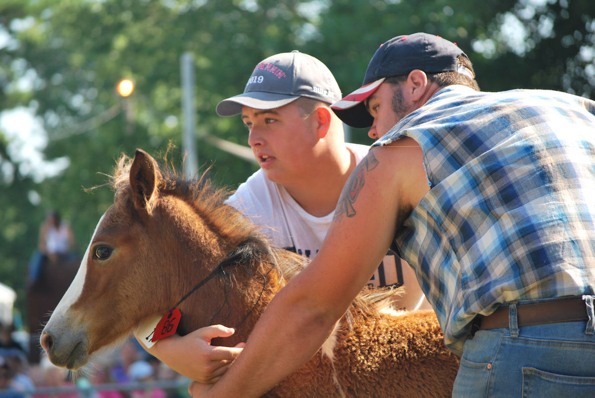 Enchère du poney de Chincoteague