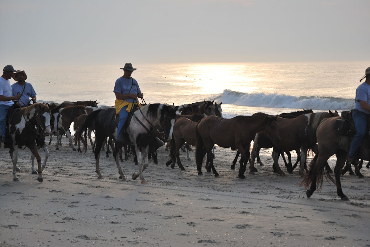 Caminata por la playa de Pony de Chincoteague