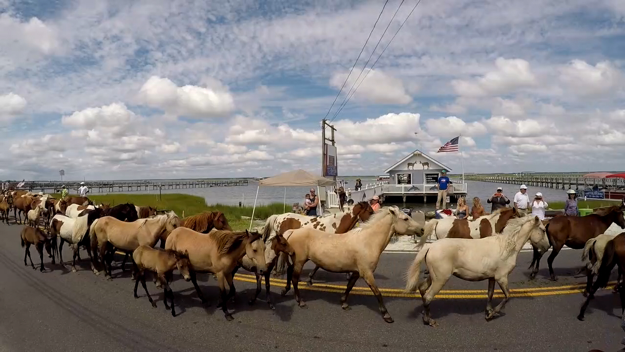 Chincoteague Pony Parade