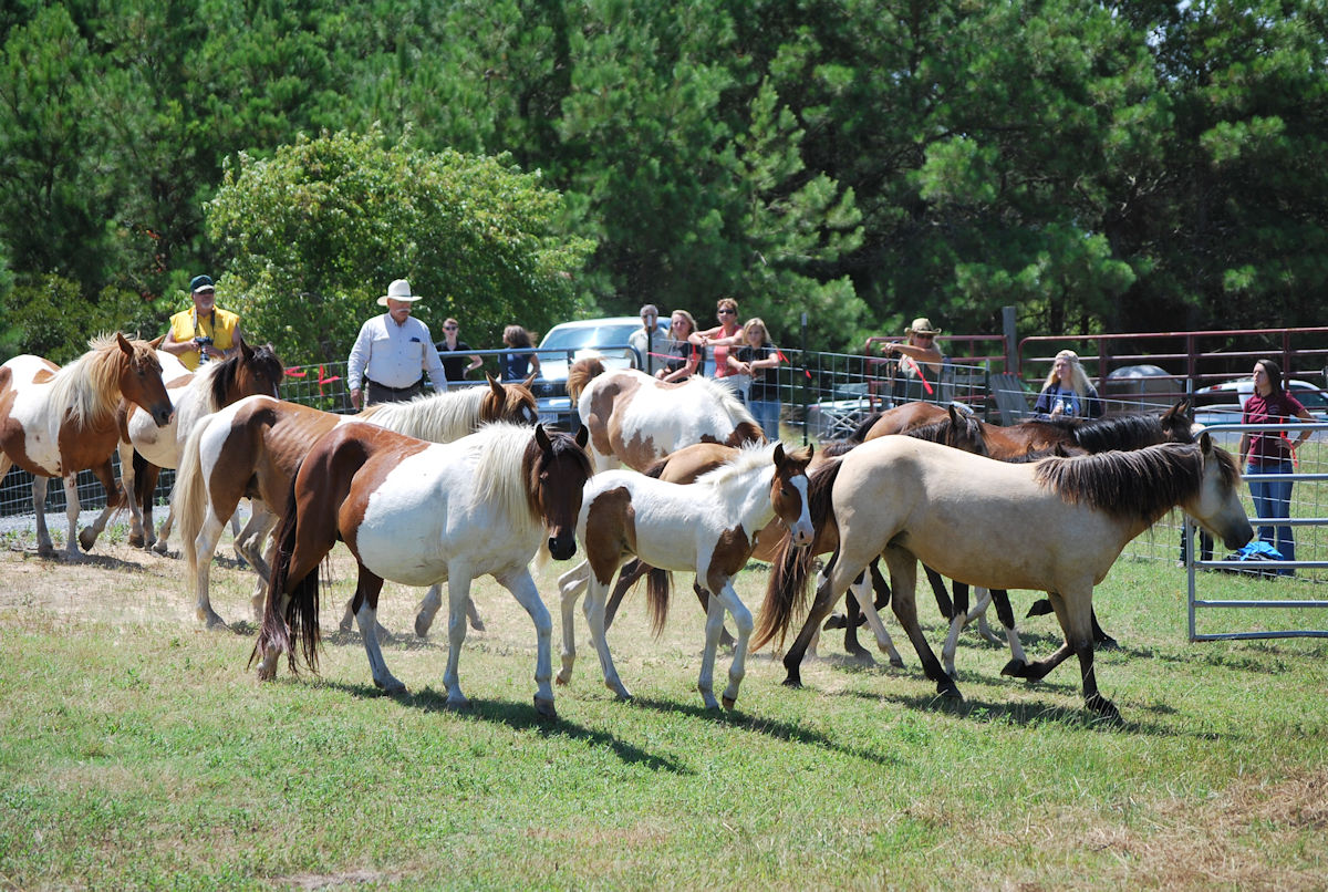 Chincoteague Pony Roundup North Herd