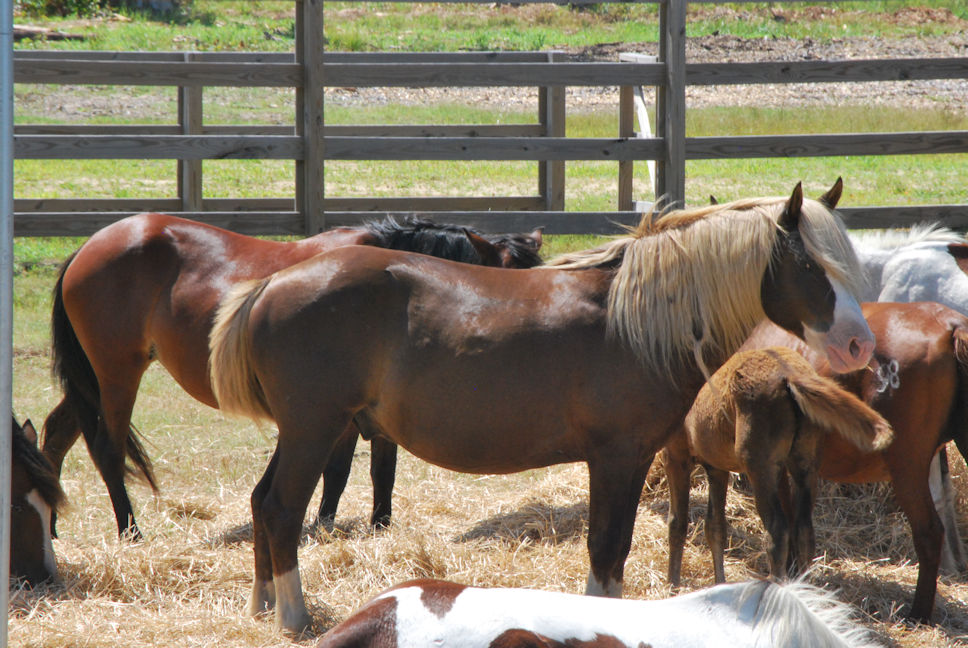 Chincoteague Pony Roundup South Herd