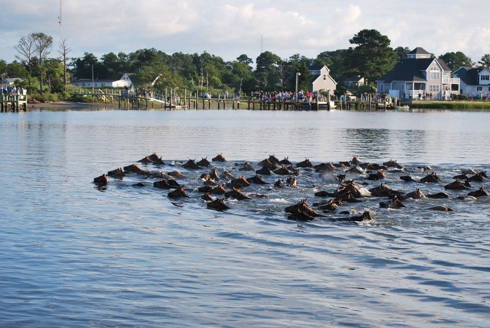 Nage à poney de Chincoteague