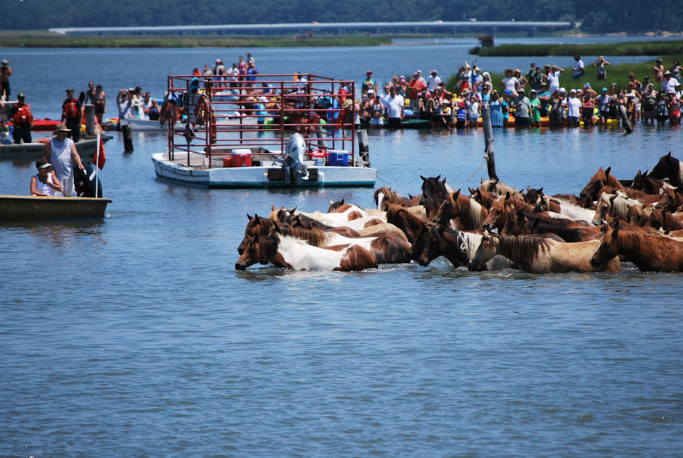 Los Ponis de Chincoteague nadan en el Canal de Assateague