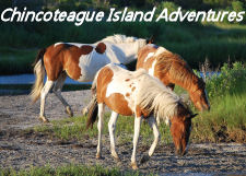 Chincoteague Island Adventures