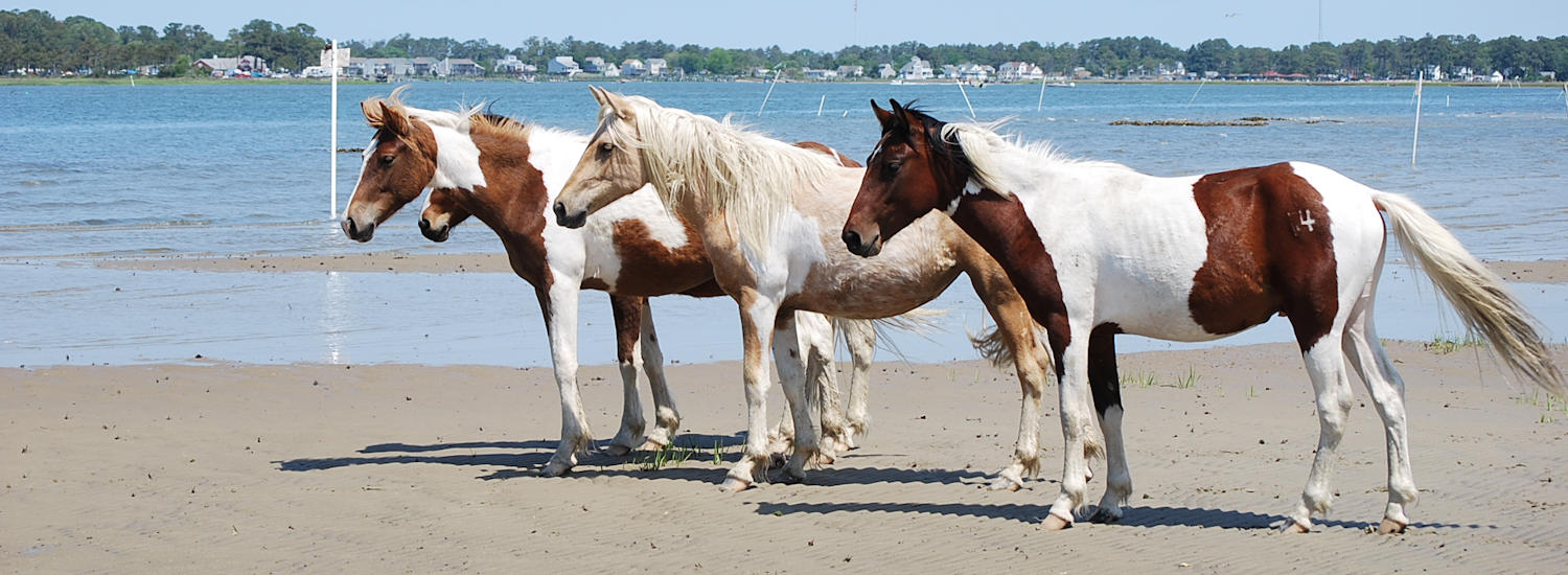 chincoteague page top pic