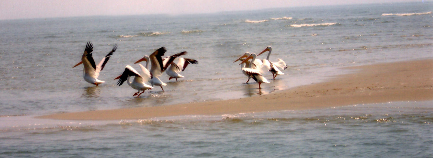 chincoteague page top pic