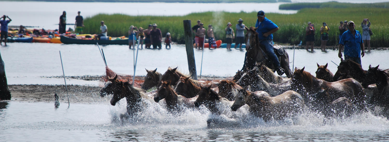 chincoteague page top pic