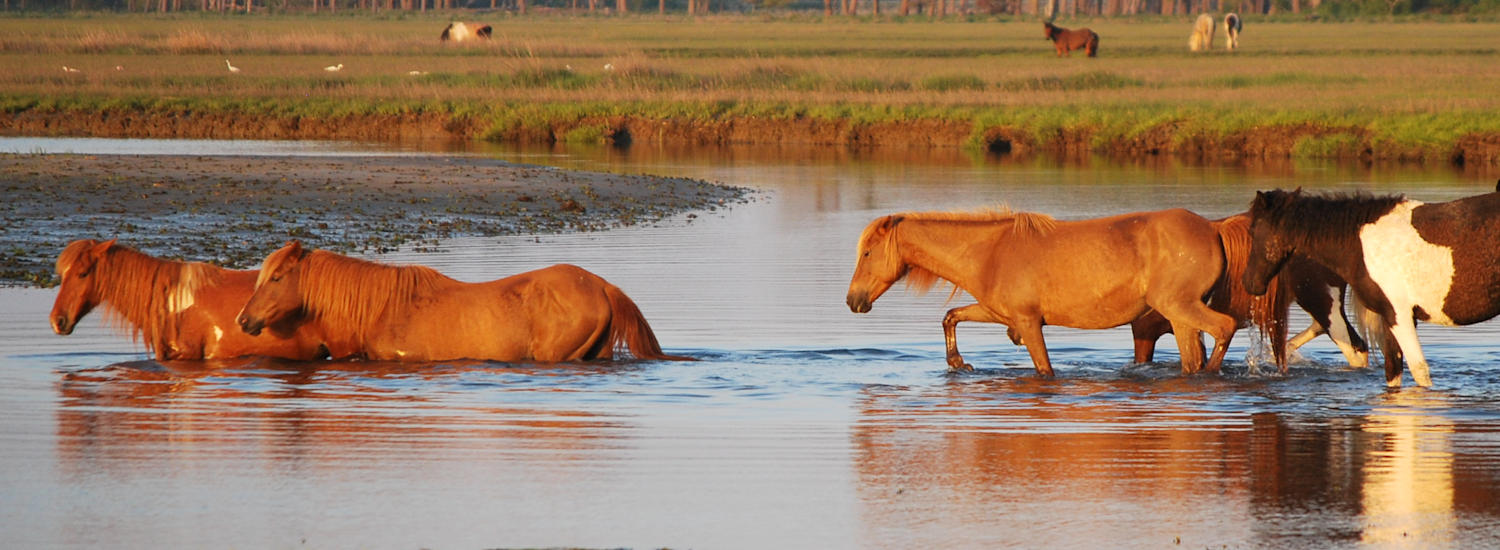 chincoteague page top pic