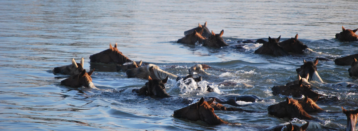 chincoteague page top pic