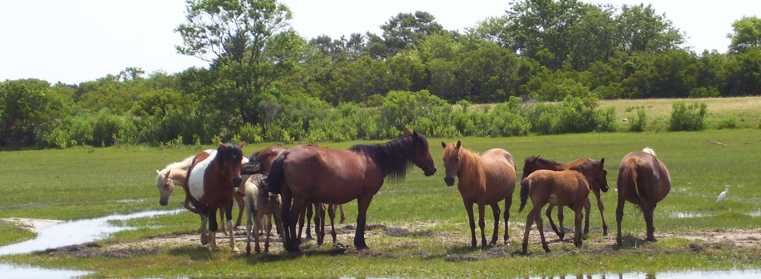 chincoteague page top pic