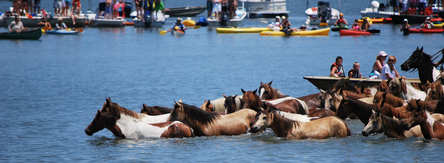 Official Chincoteague Island Pony Swim Guide