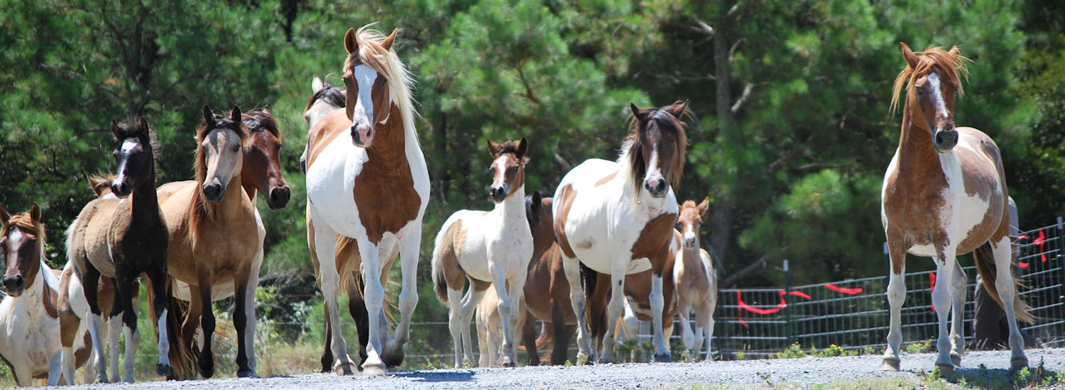 chincoteague page top pic