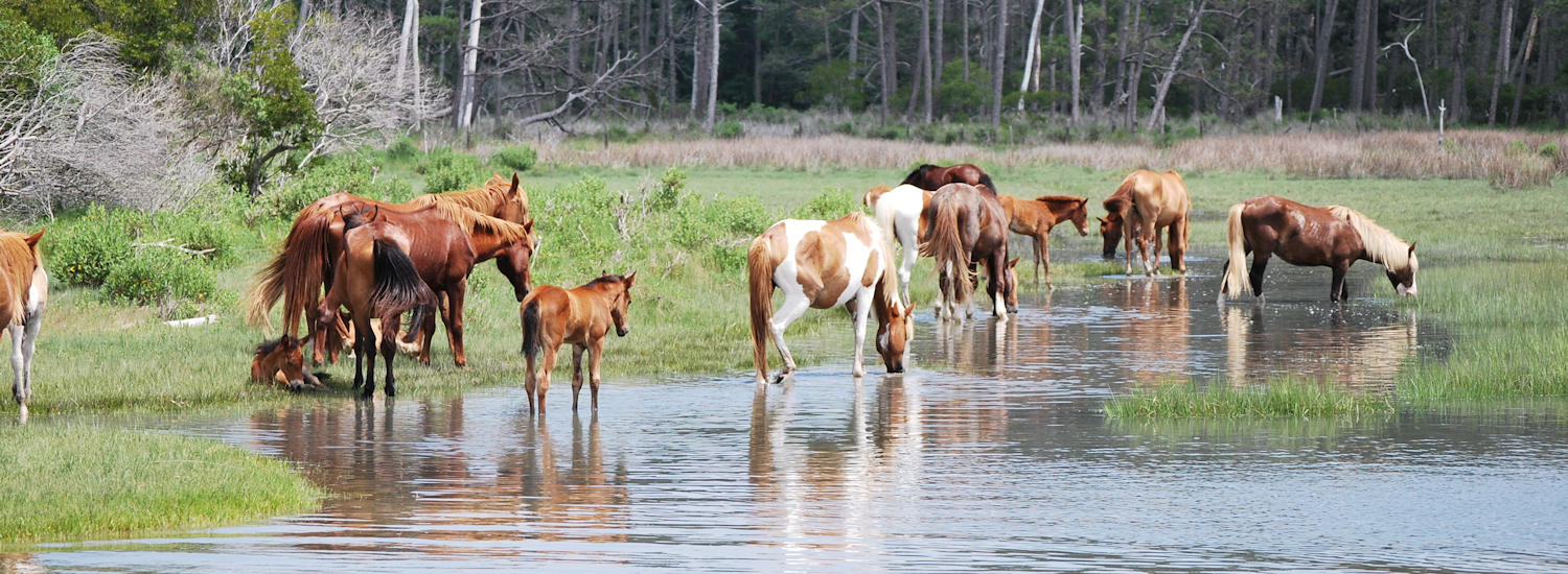 chincoteague page top pic