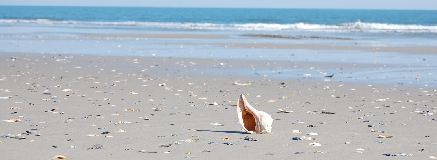 chincoteague page top pic
