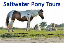 saltwater pony tours banner ad