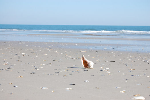 Chincoteague Island Photos Home