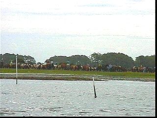 pswm086.jpg