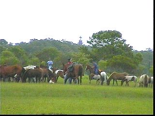 pswm091.jpg