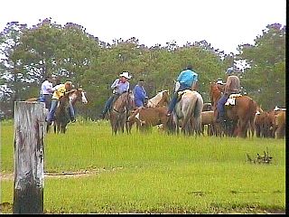 pswm094.jpg