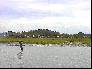 pswm096.jpg