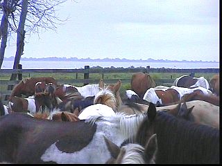 pswm001.jpg