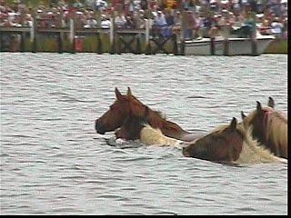 pswm018.jpg