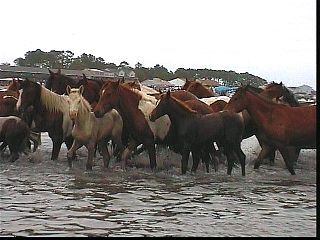 pswm026.jpg