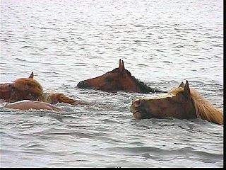pswm029.jpg
