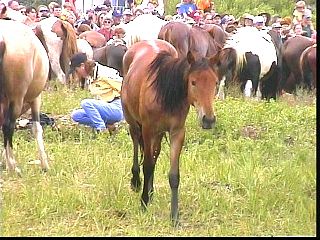 pswm056.jpg