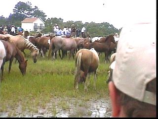 pswm057.jpg
