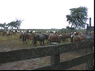 psw006.jpg