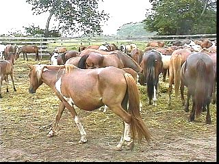 psw007.jpg