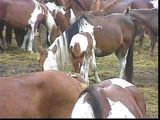 psw014.jpg