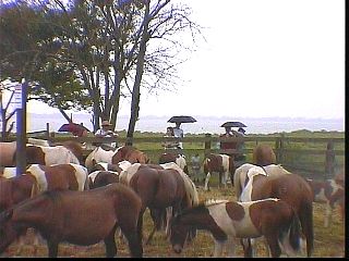 psw023.jpg