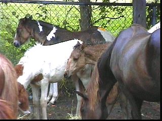 psw029.jpg