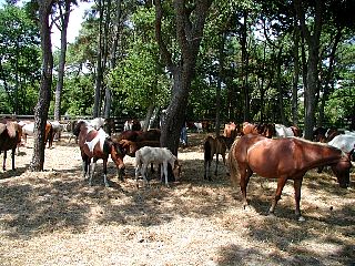 P1010037.JPG