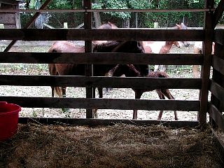 P7250825.jpg