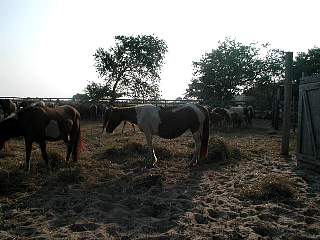 P7220599.jpg